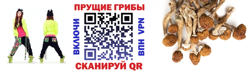 mega зеркало  Можайск  Галлюциногенные грибы мицелий 